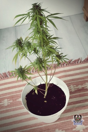 Na zdjeciu zabezpieczony krzew konopi indyjskich.