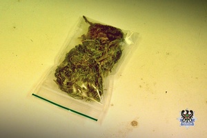 Na zdjeciu zabezpieczony krzew konopi indyjskich.