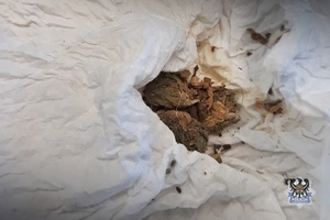 Na zdjęciu zabezpieczone narkotyki w postaci marihuany.