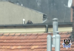 osoba poszukiwana na dachu budynku
