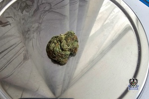 Na zdjęciu narkotyki w postaci marihuany.