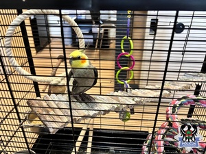 na zdjęciu  papuga w klatce