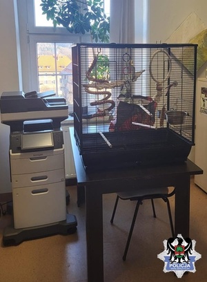 na zdjęciu  papuga w klatce