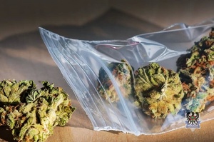 Na zdjęciu narkotyki w postaci marihuany.