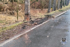 Na zdjęciu drzewo, w które uderzył samochód.