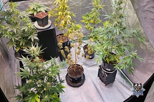 Cztery osoby zatrzymane za przestępstwa narkotykowe. Zabezpieczona marihuana oraz krzewy konopi indyjskich