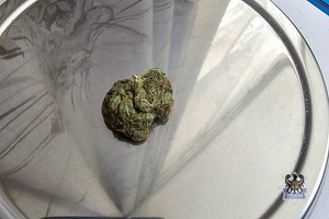 Tym razem z narkotykami wpadły dwie osoby. Jedna podczas kradzieży sklepowej, druga w trakcie zgłoszonej interwencji dotyczącej zakłócania spokoju