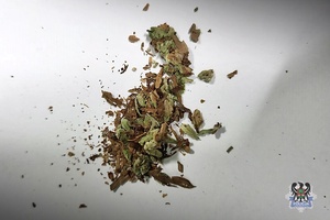 Na zdjęciu przykładowa marihuana.