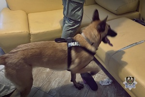 Na zdjęciu pies służbowy